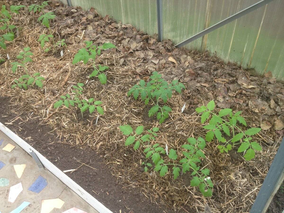 Как правильно мульчировать помидоры в теплице и в открытом грунте, когда надо это делать после высадки и нужен ли полив томатов под материалом?