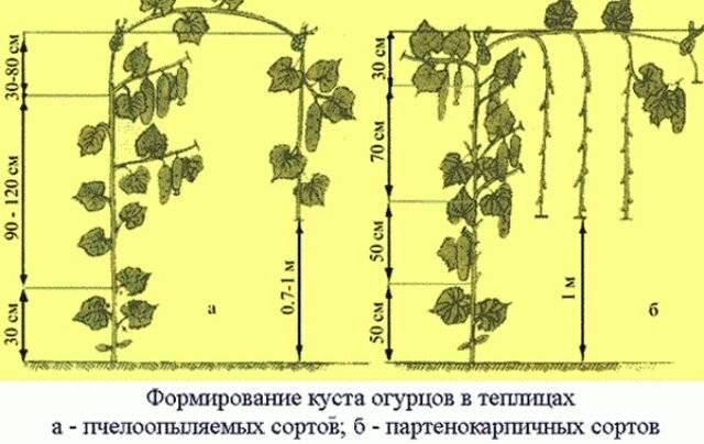 Как прищипывать огурцы в открытом грунте пошаговое фото