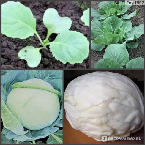 Капуста вестри: описание сорта, характеристика, фото, отзывы