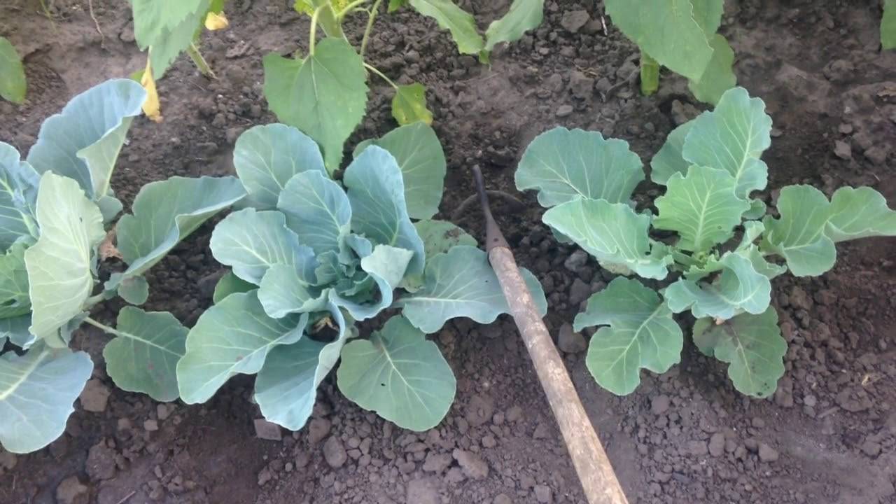 Когда и как правильно окучивать капусту после высадки в грунт