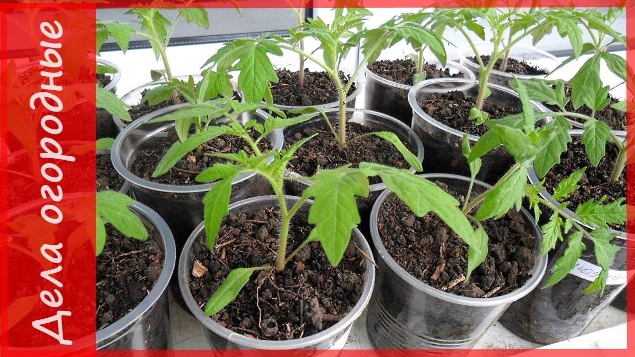 Выращивание рассады томатов в домашних условиях – правильно, пошаговая инструкция с фото, видео