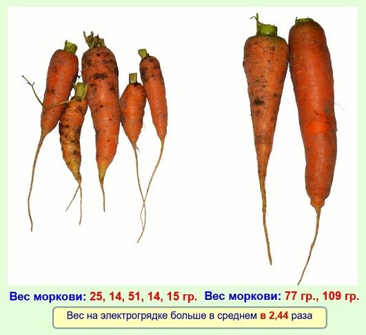 Сколько весит одна морковь среднего размера