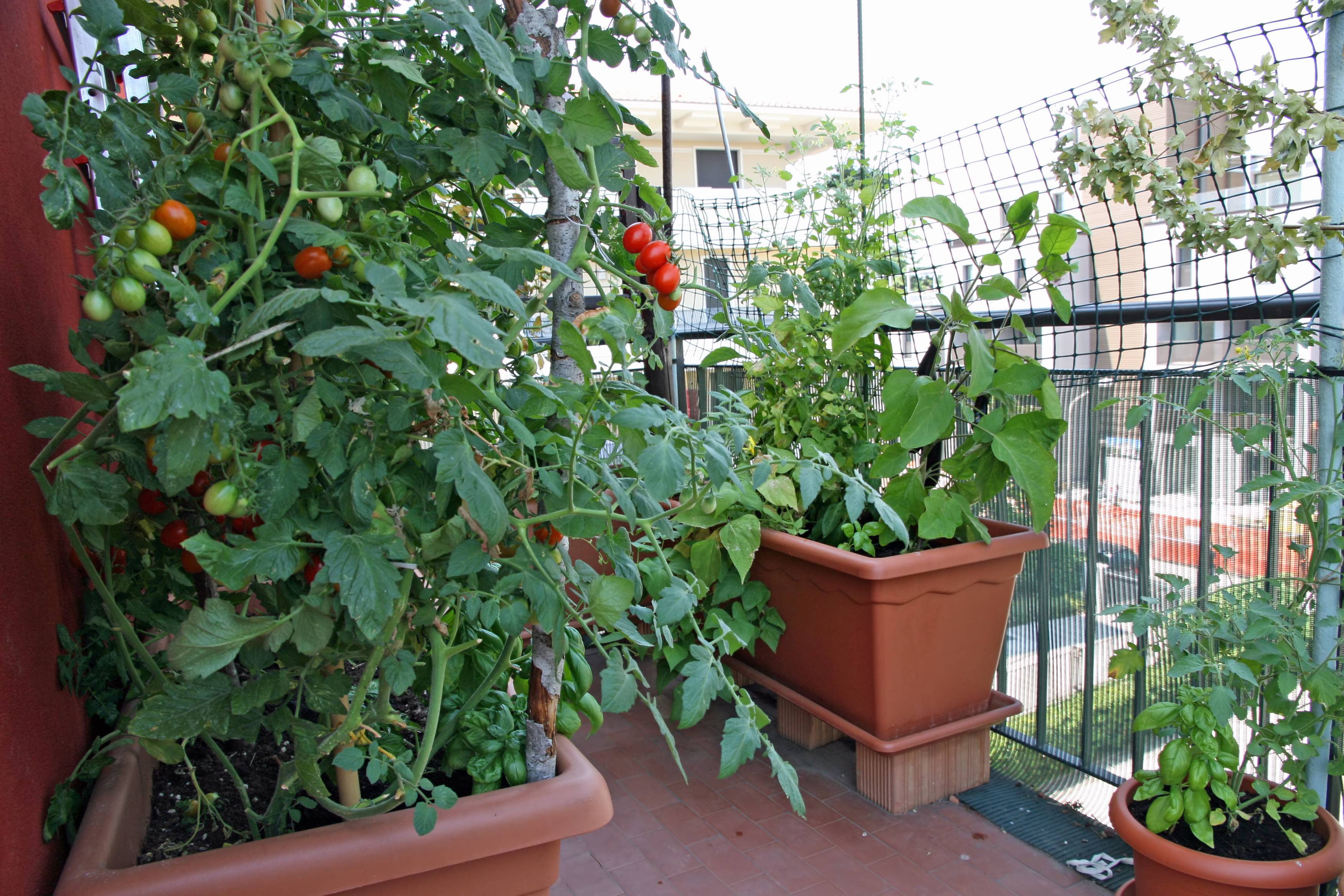 Чем и когда удобрять помидоры на балконе