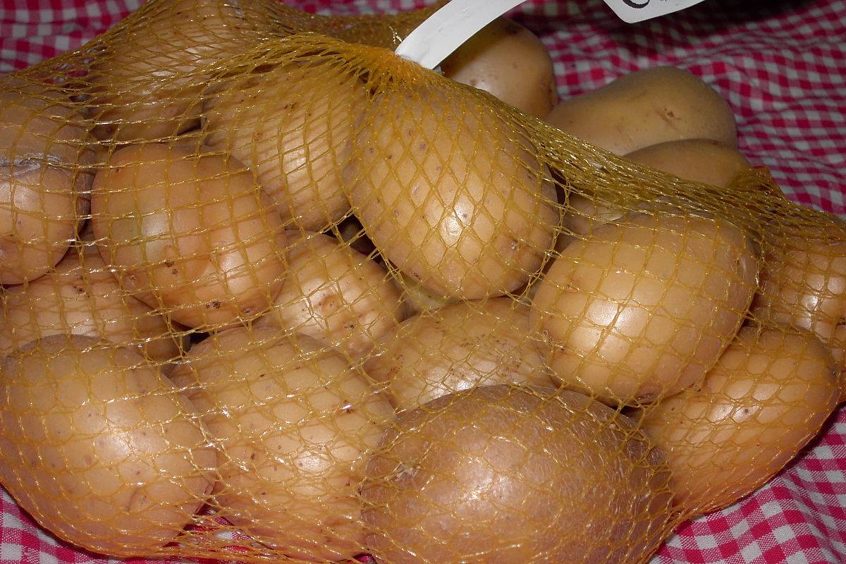Картофель «агата»: продуктивный голландский сорт. красавица без недостатков — картофель «агата» : описание сорта, характеристика, фото