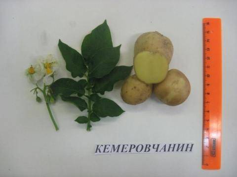 Картофель кемеровчанин описание сорта фото