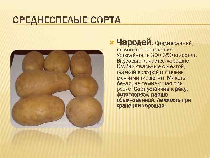 Картофель описание сорта отзывы. Сорт картофеля чародей. Картофель семенной чародей. Картофель чародей описание. Чародейка сорт картофеля.