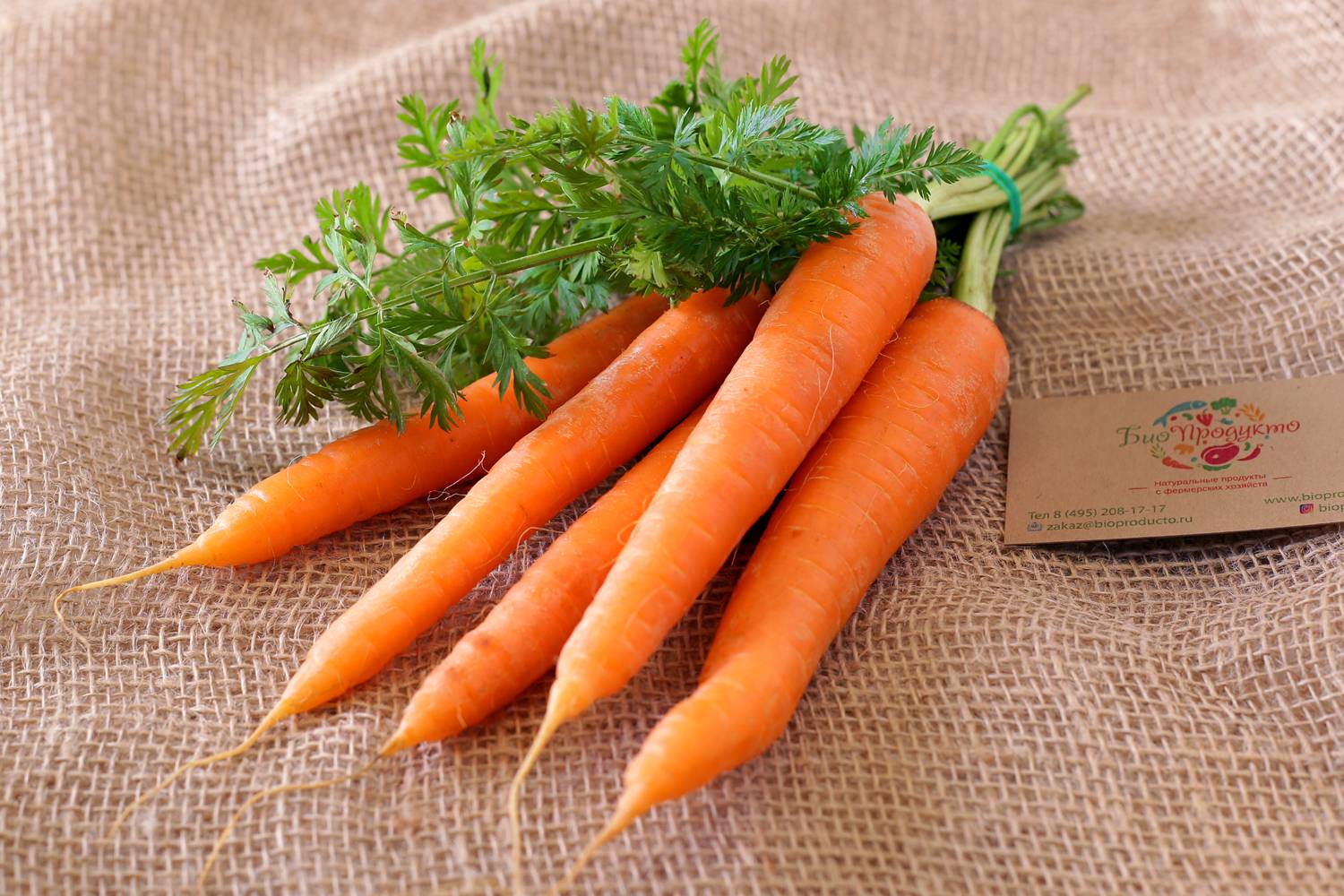 К чему снится морковь свежая. Морковь сорт Шантеклер. Ботва. Моркови. Ботва. Морковь с ботвой. Морковка с ботвой.