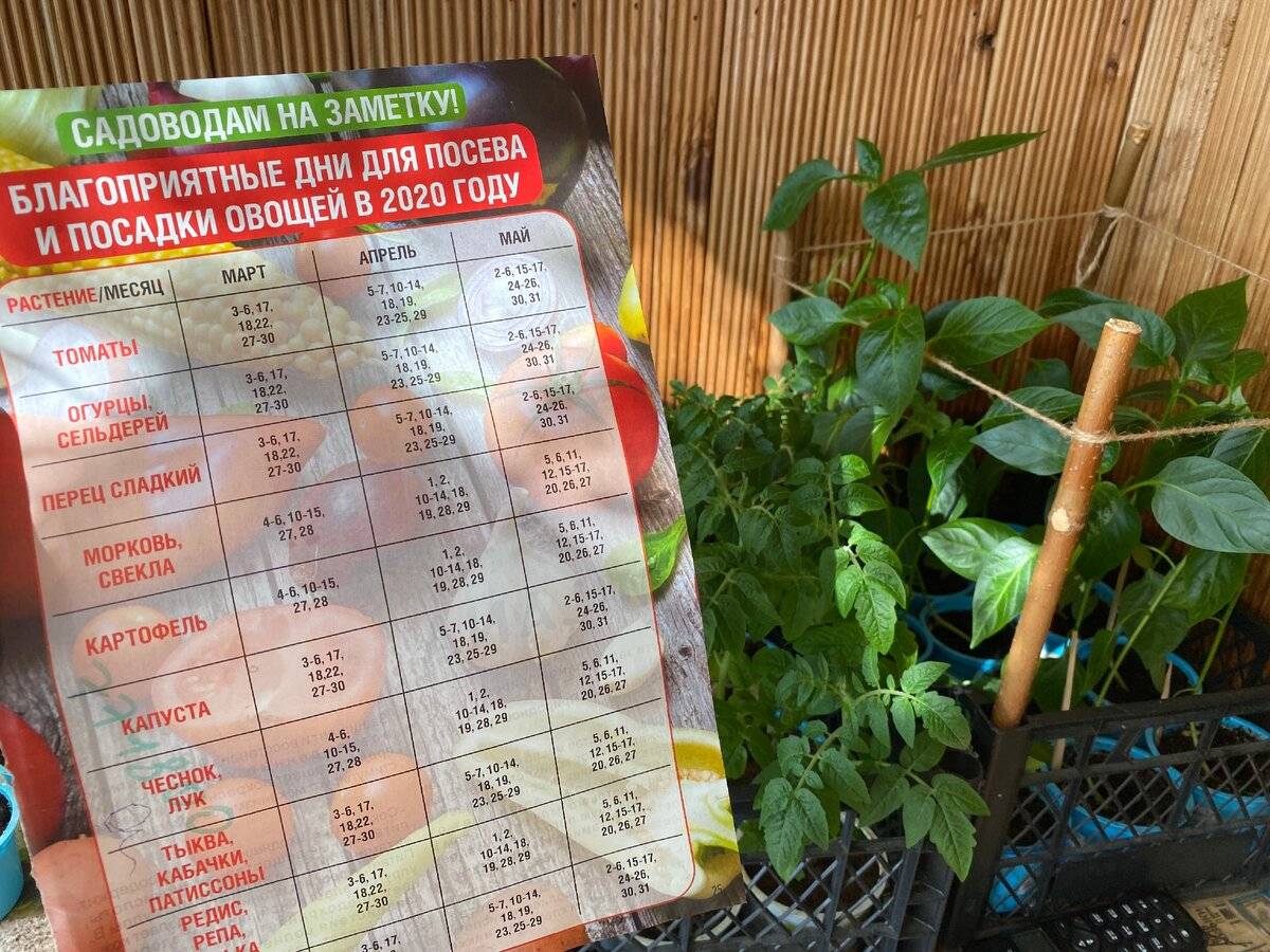 Когда в марте можно сажать рассаду цветов. Календарь посадки рассады. Календарь посева рассады. Календарь посева семян томатов на рассаду. Благоприятные дни для посадки семян томатов.