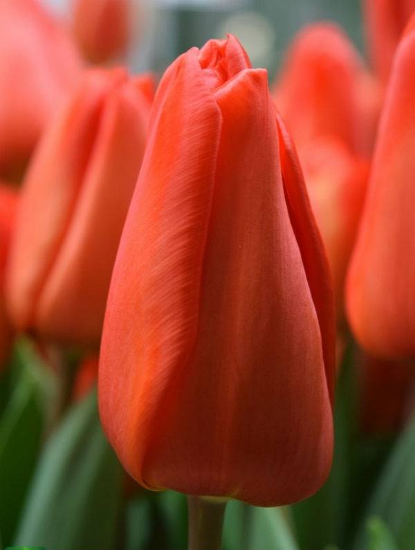 Тюльпаны «лалибела»: описание сорта и тонкости его выращивания - ваш сад