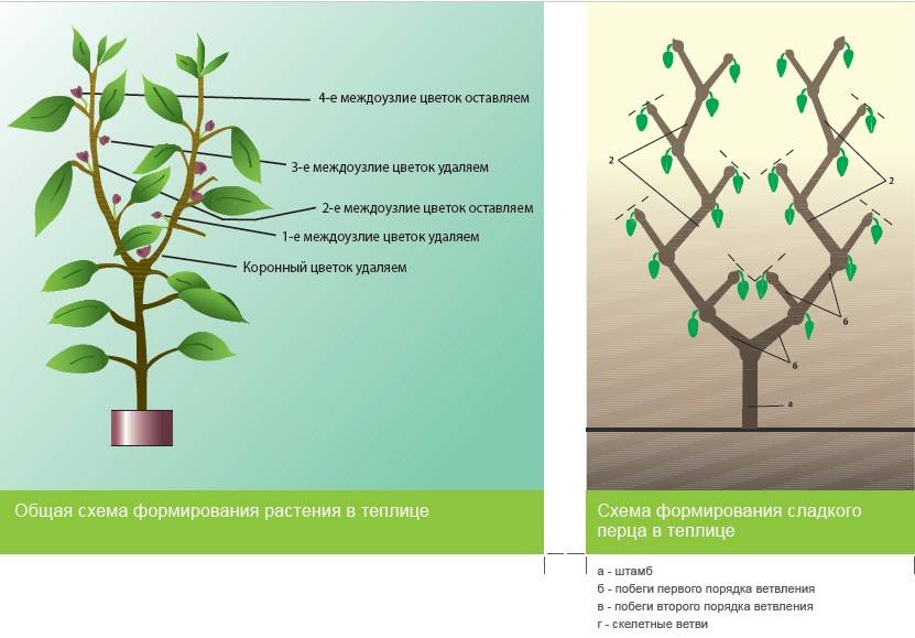 Схема пасынкования баклажанов