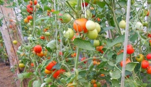 Томат верлиока: 105 фото, характеристики и особенностей выращивания помидор