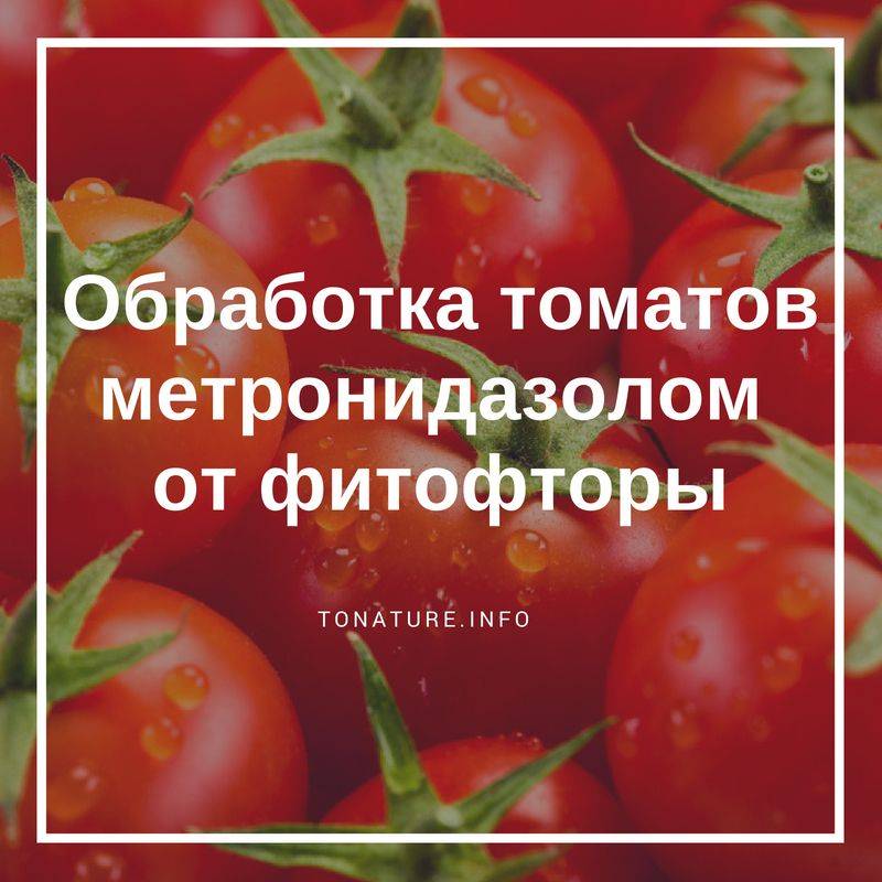 Как обработать помидоры трихополом: особенности применения и основные правила приготовления раствора