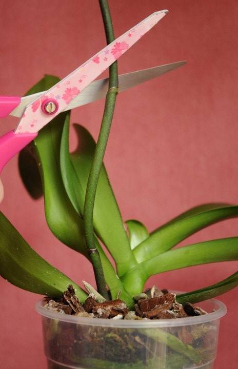 Как растет цветонос у фаленопсиса: сколько это занимает времени, как он выглядит на фото и как отличить его от корня, а также что делать, если сломался?дача эксперт