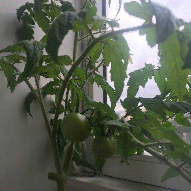 ᐉ помидоры "огни москвы": описание сорта, особенности ухода, фото томата - orensad198.ru