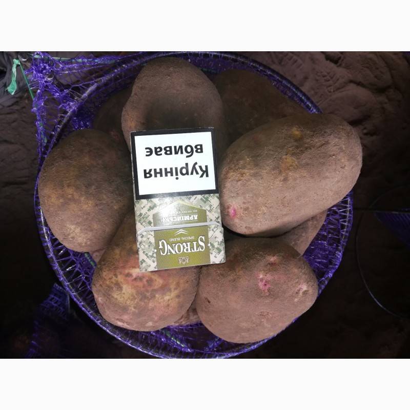 Картофель пикассо: описание сорта, фото