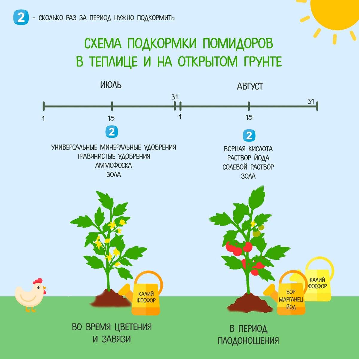 Подкормка помидоров в теплице: график, виды удобрений, особенности ухода
