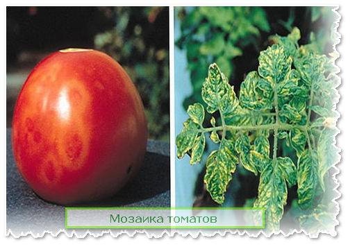 Как лечить вирус табачной мозаики на томатах - дневник садовода parnikisemena.ru