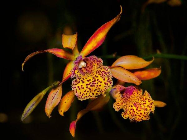 У орхидеи фаленопсис вянут листья - что делать в данной ситуации