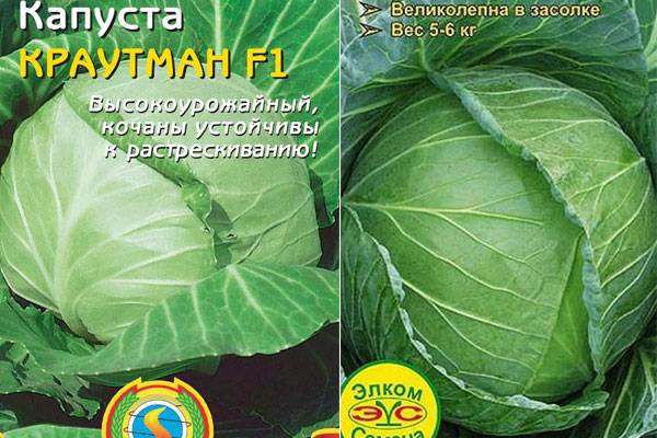 Характеристика капусты краутман