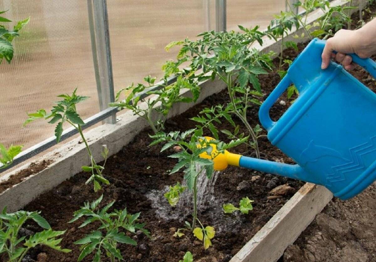Выращивание томатов на урале в открытом грунте и в теплице, когда садить помидоры, сроки посадки на рассаду