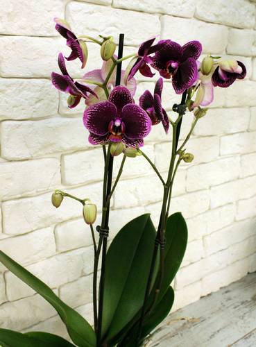 Самая большая орхидея в мире: фото, отличительные черты и условия содержания цветка selo.guru — интернет портал о сельском хозяйстве