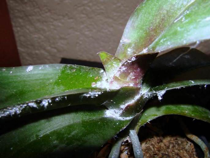 У орхидеи липкие листья: почему появились выделения и что делать с этой болезнью?