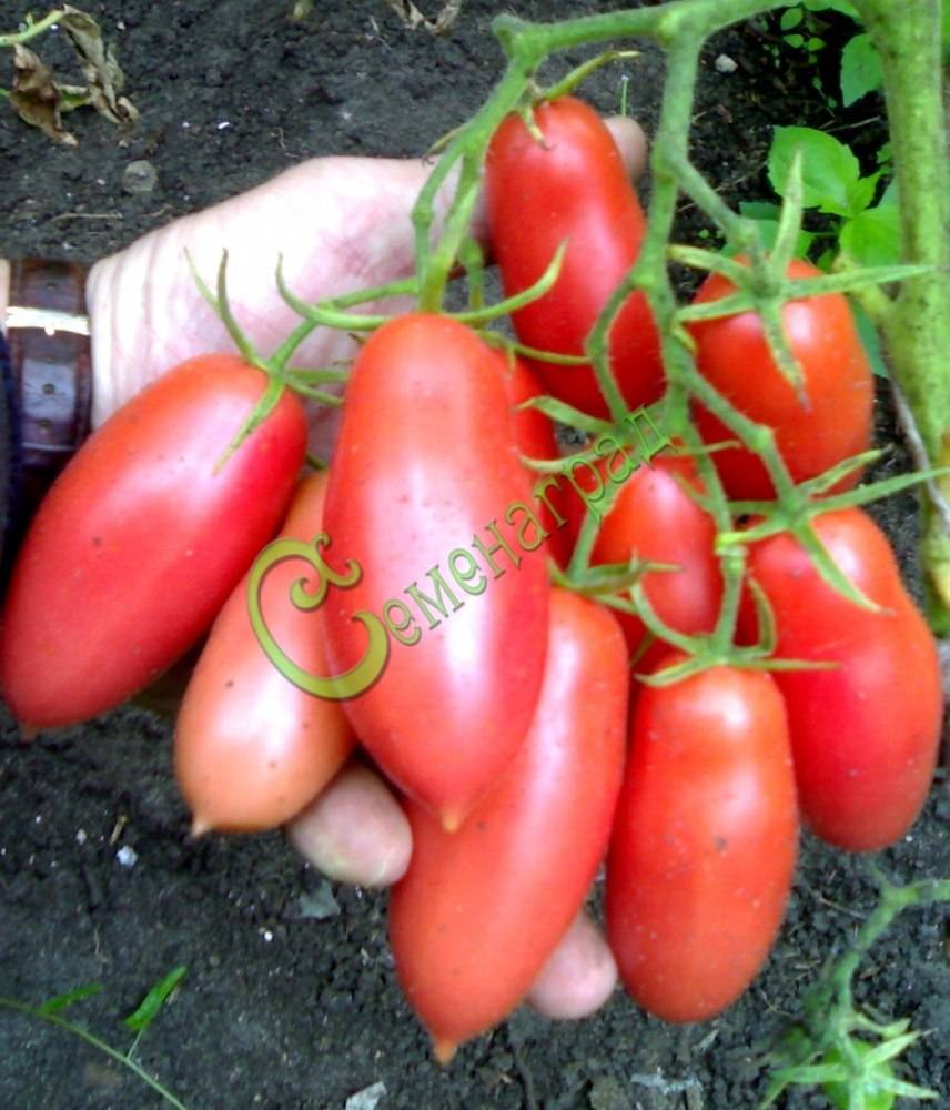 Семена;томат капия розовая. томаты, семена овощей. , , . продажа и доставка по краснодару и россии.
