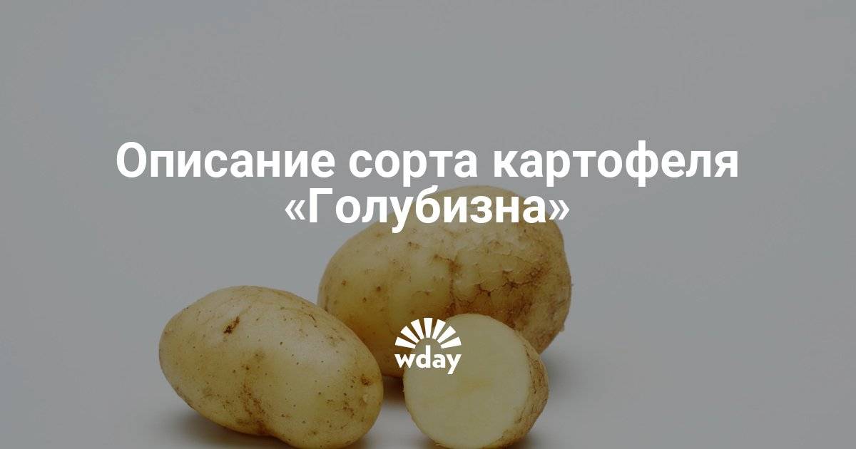 Картофель голубизна