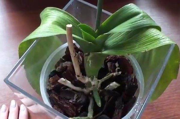 Почему у орхидеи желтеют листья. что делать и как помочь растению