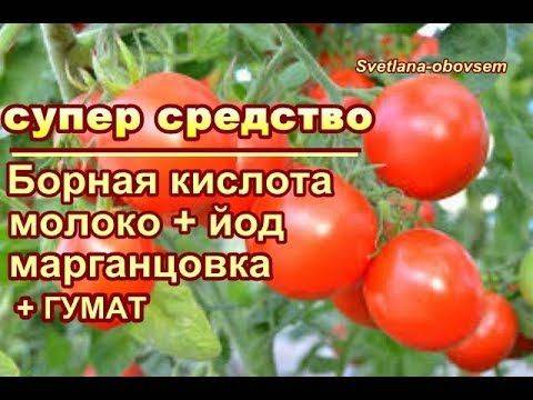 Марганцовка для помидоров — как использовать, особенности полива в саду и советы по приготовлению раствора (125 фото)