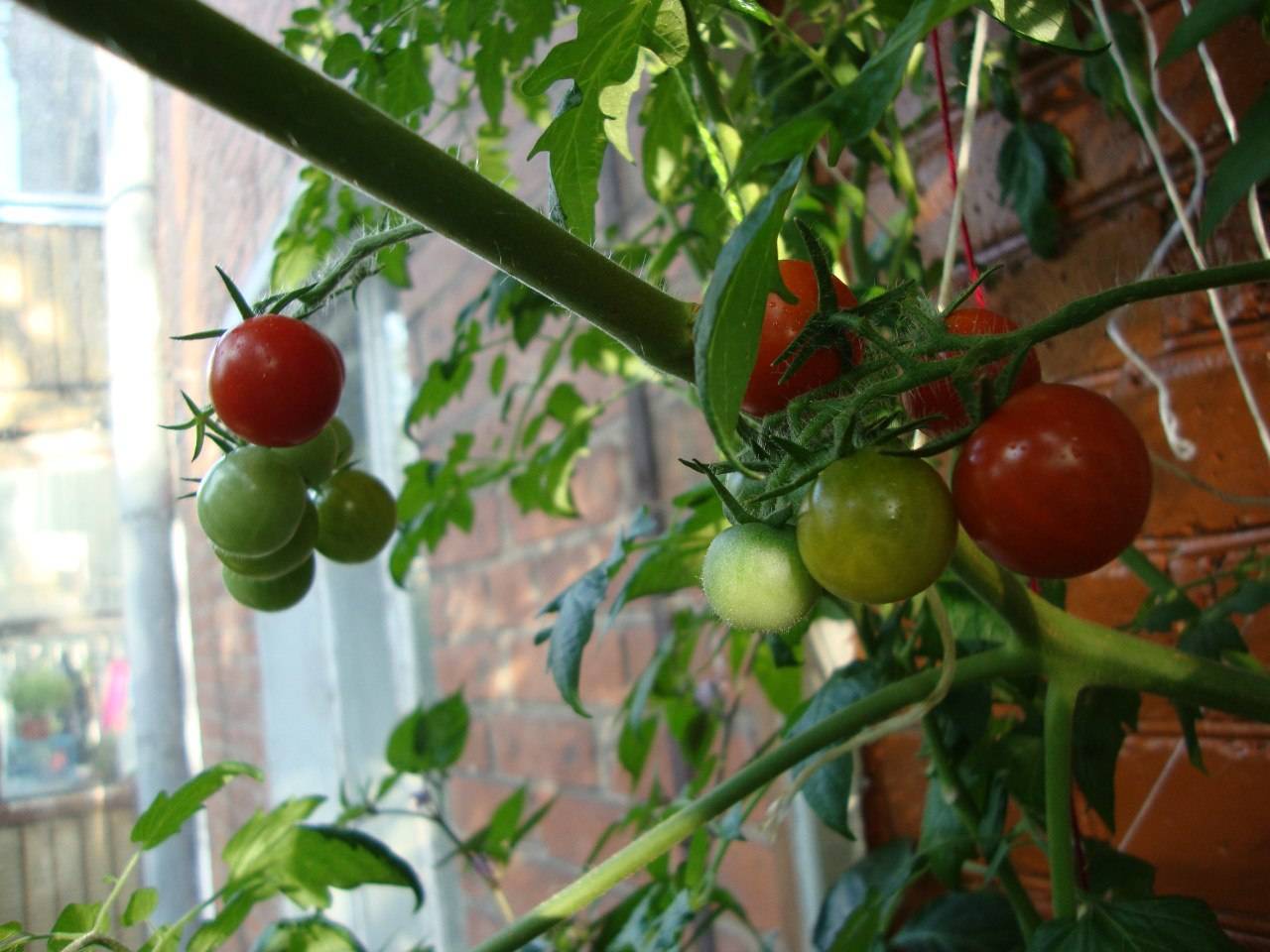 Домашние помидоры на подоконнике