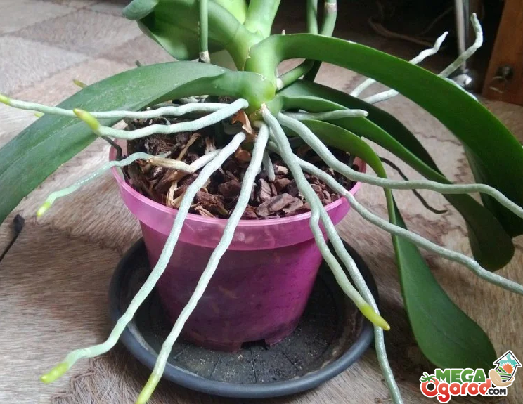 Что делать, если у орхидеи вялые листья: методы быстрой реанимации