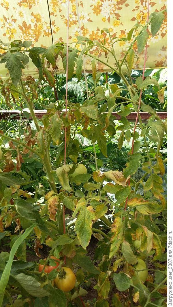 Вянут листья у рассады помидоров: причины и способы решения проблемы