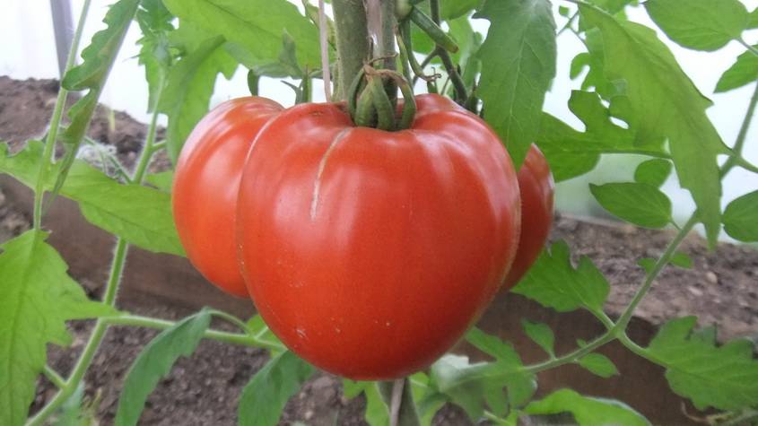 Крупные плоды, не подверженные заболеваниям — томат киевлянка: полное описание сорта