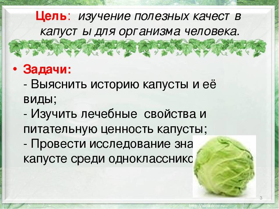 Белокочанная капуста: польза и вред, калорийность, хранение, как приготовить