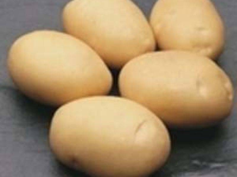 Картофель латона: описание сорта, характеристика, урожайность