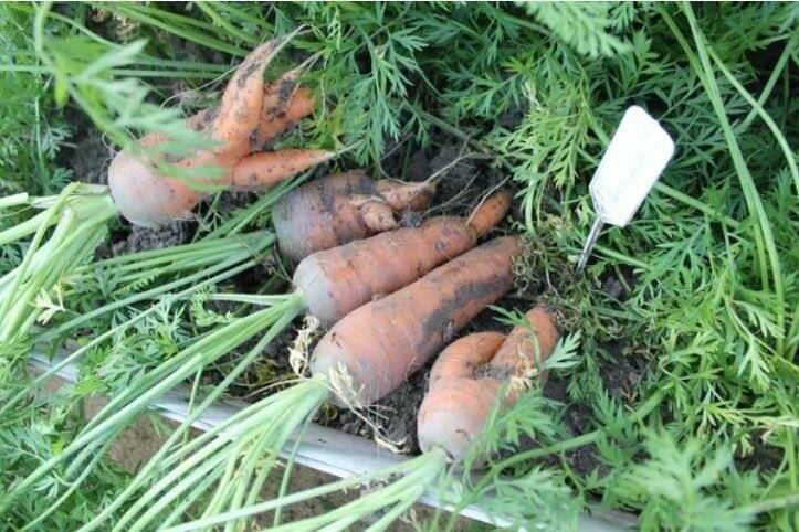 Сколько растет морковь. Корявая морковь. Рогатая морковь. Морковная Муха. Морковь треснула.