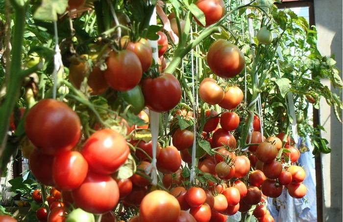 Томат москвич — характеристика и описание сорта, агротехника от посадки семян до сбора урожая