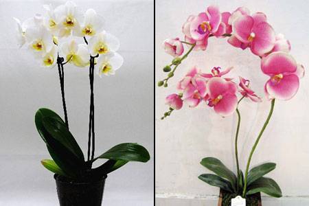 Когда цветут орхидеи в домашних условиях, в какое время года начинают и когда зацветет отсаженная детка
