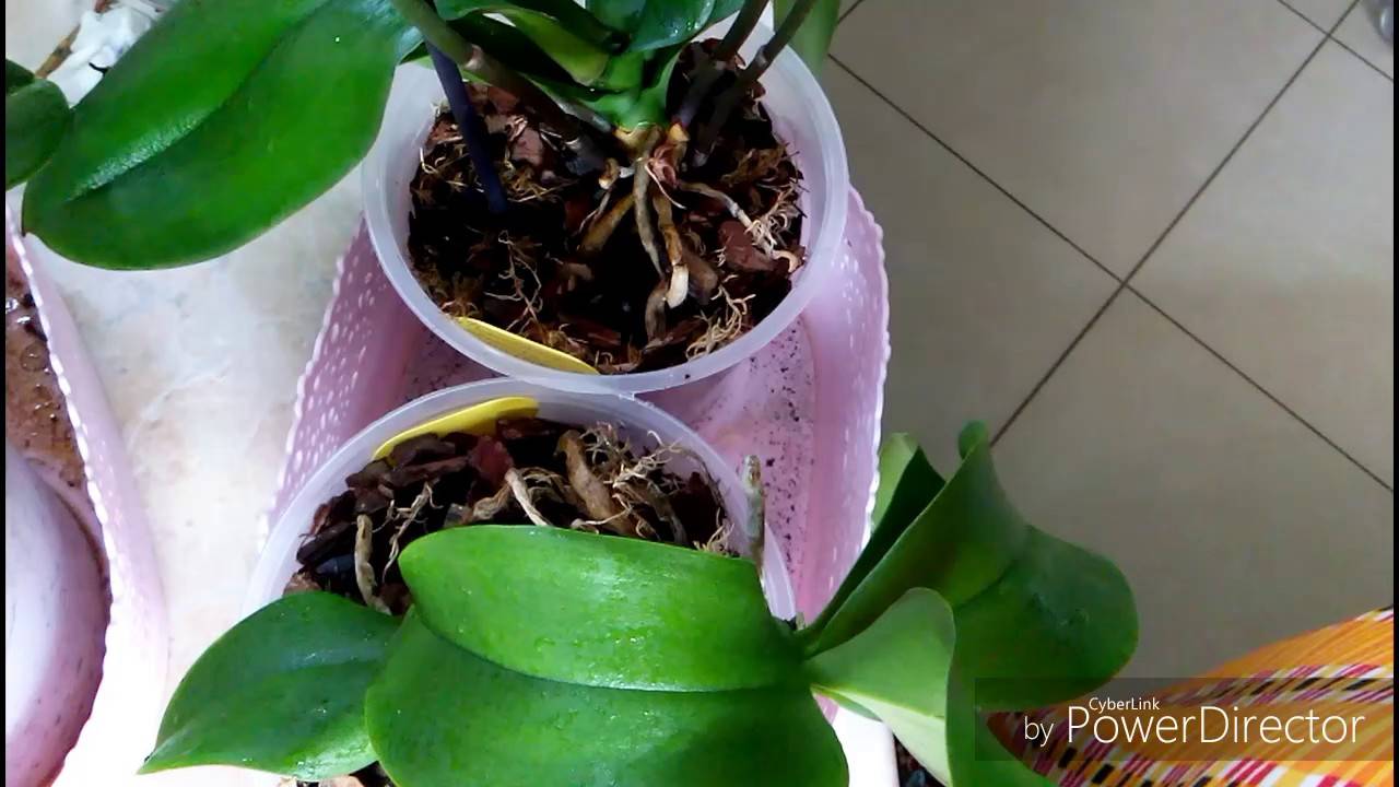 Витаминный коктейль для орхидей: как применять