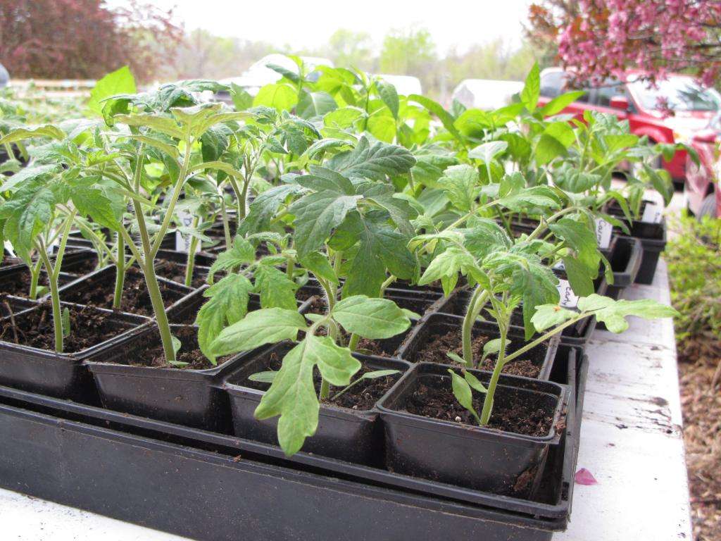 Уход за рассадой томатов в домашних условиях