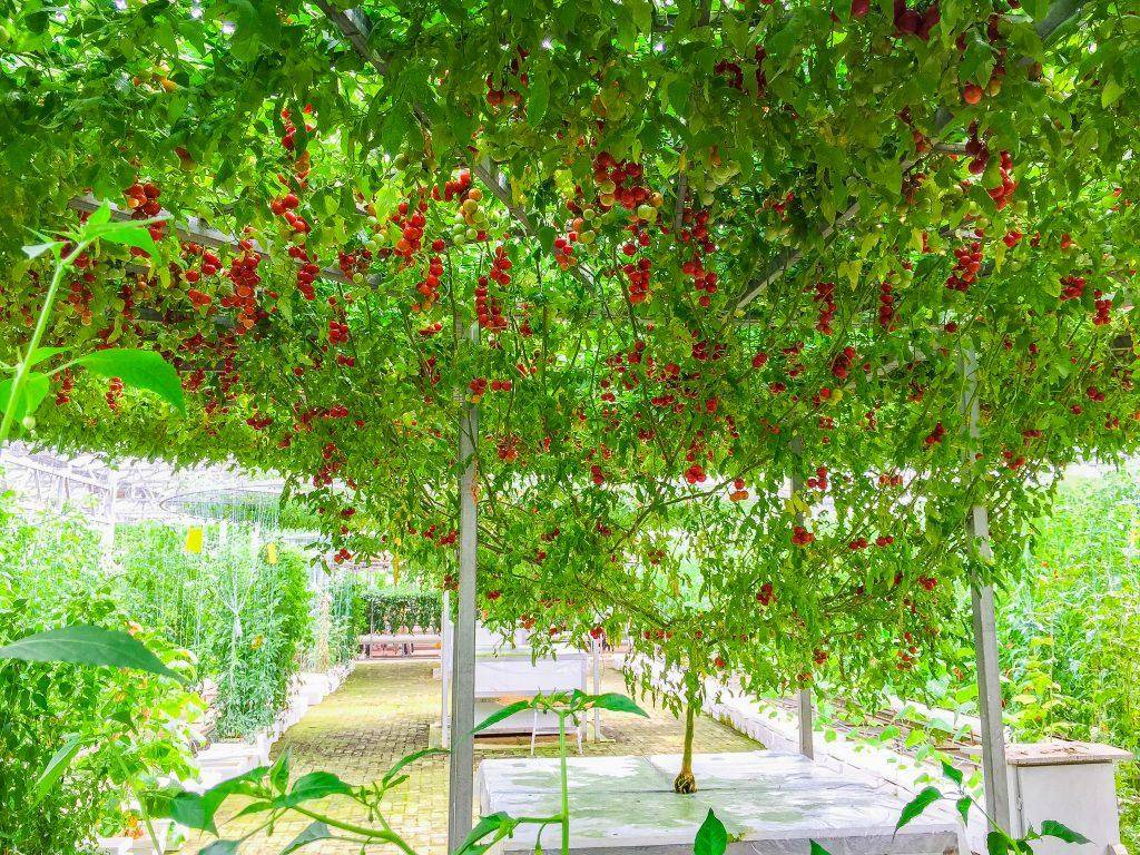 помидорное дерево: как вырастить в домашних условиях, фото