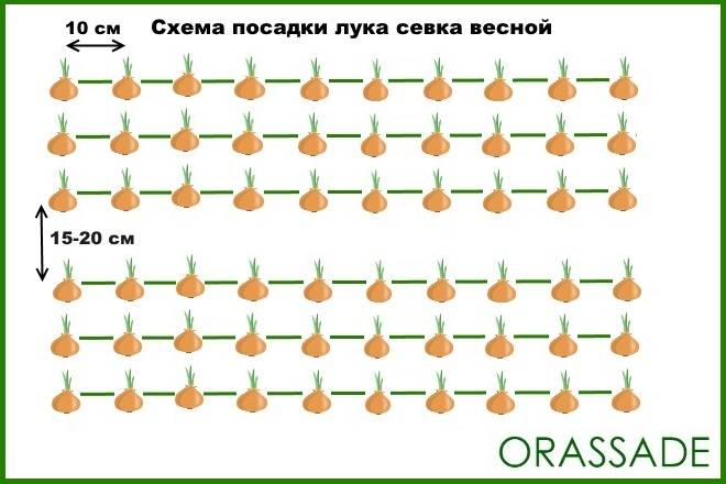 Как сажать морковь схема посадки