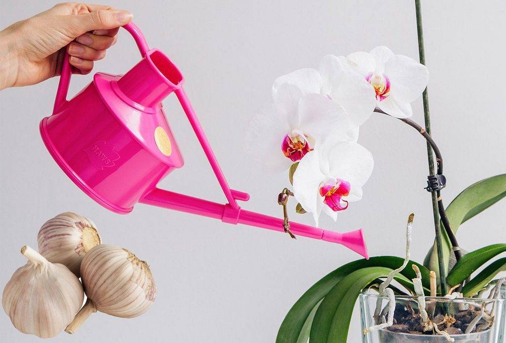 Чесночная вода для орхидей — рецепт, как применять и отзывы