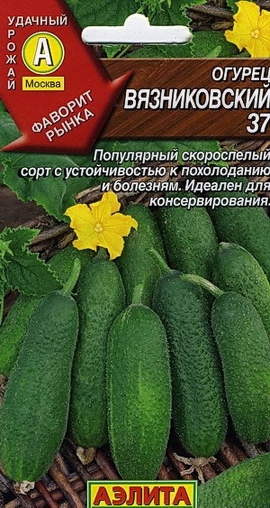 Огурец вязниковский фото и описание