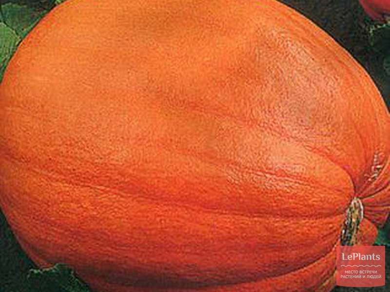 Тыква атлант: описание крупноплодного сорта, фото полученного урожая, инструкция по его выращиванию