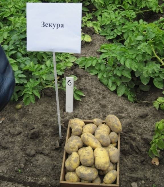 Картофель зекура – описание сорта, фото, отзывы