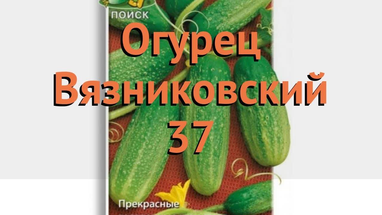Огурцы вязниковские: описание сорта, рекомендации по посадке и уходу, отзывы фермеров об урожайности и фото плодов