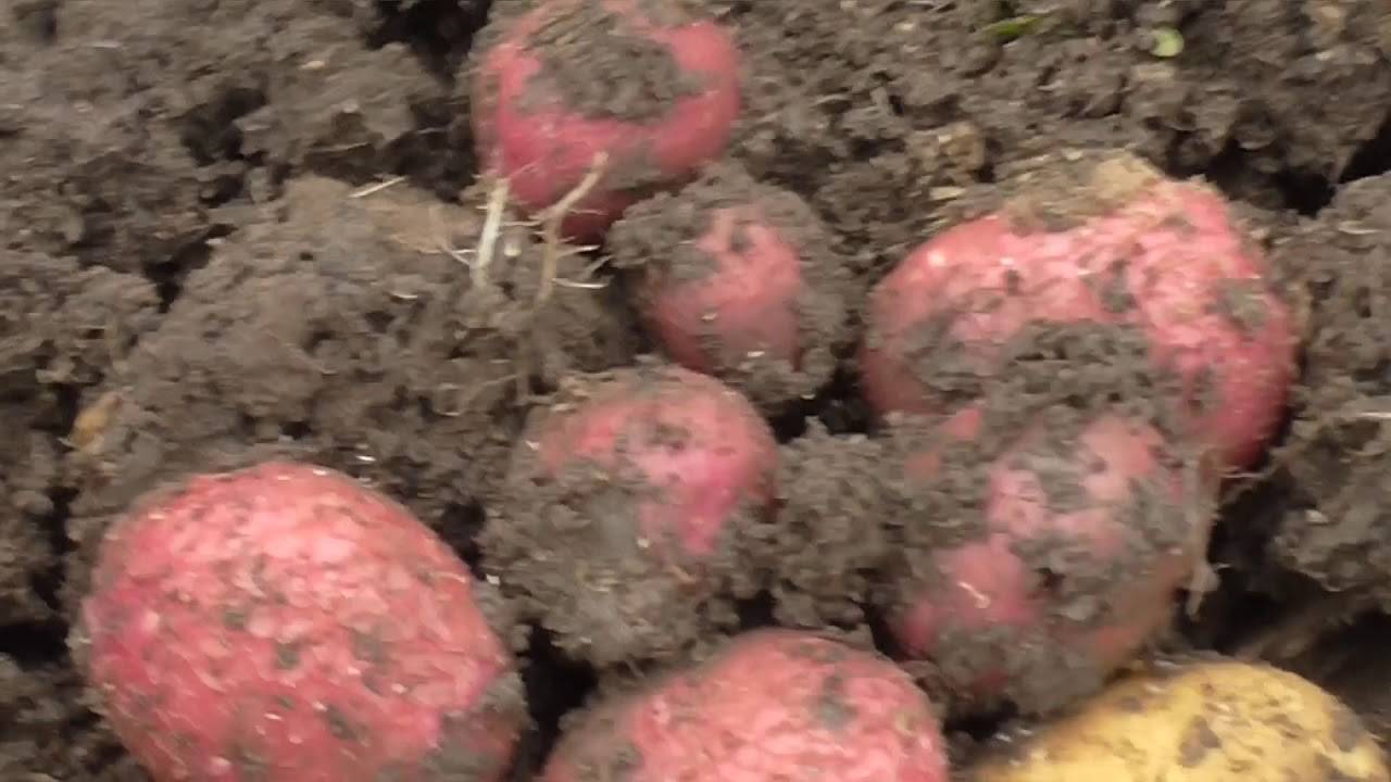 Инструкция по выращиванию картофеля из семян: рассадой в домашних условиях и в открытом грунте