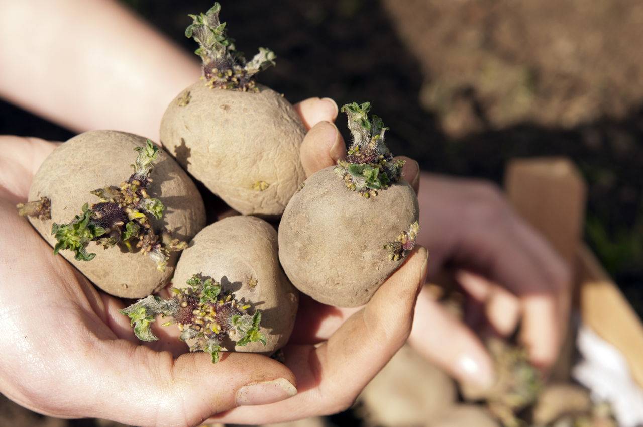 Проращивание картофеля для посадки в домашних условиях. Семенной картофель яровизация. Семенные клубни картофеля. Яровизация клубней картофеля. Посадочный материал картошка.
